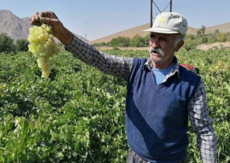 تولیدکنندگان «کشمش» در کشمکش مشکلات؛ انگور صادراتی برگشت می‌خورد