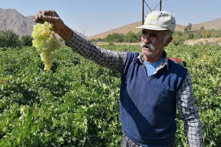 تولیدکنندگان «کشمش» در کشمکش مشکلات؛ انگور صادراتی برگشت می‌خورد