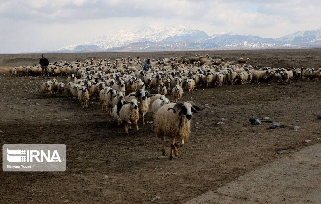 ممانعت از چرای بیش از پنج هزار راس دام سبک غیرمجاز در مراتع قوچان