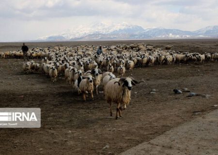 ممانعت از چرای بیش از پنج هزار راس دام سبک غیرمجاز در مراتع قوچان