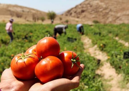 قیمت‌گذاری دلخواه کارخانه‌داران بر روی گوجه‌فرنگی