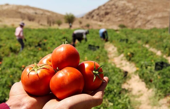 قیمت‌گذاری دلخواه کارخانه‌داران بر روی گوجه‌فرنگی