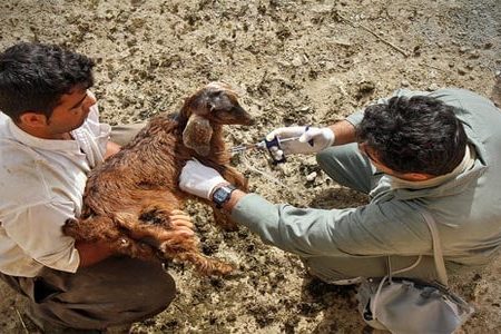 مشاهده یک مورد بیماری تب برفکی در قوچان/دام آلوده فروخته شده است