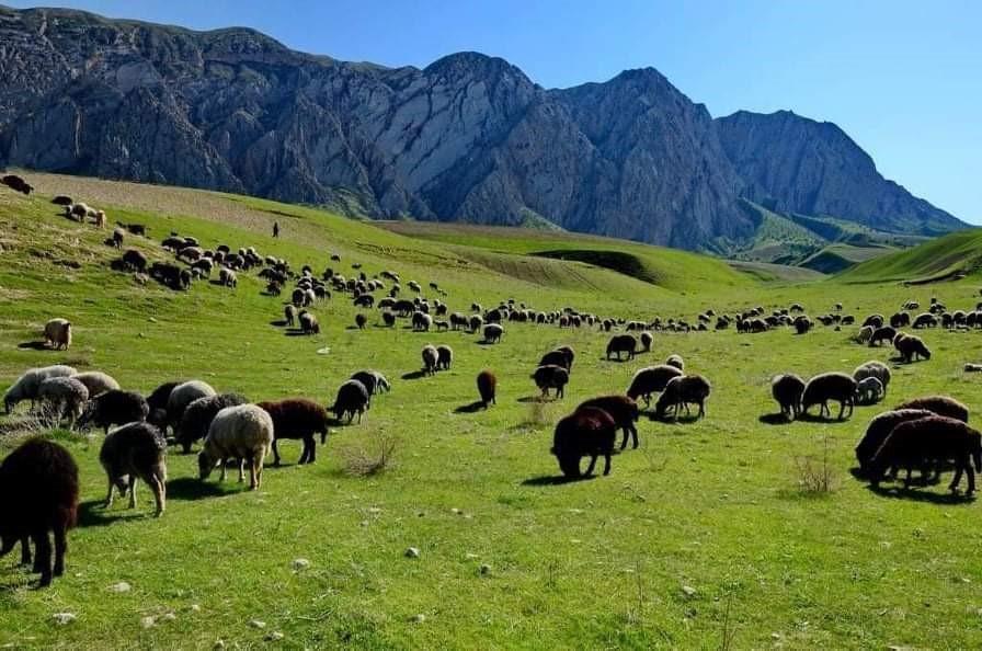 ممیزی و صدور شناسنامه برای ٣ هزار هکتار از مراتع قوچان