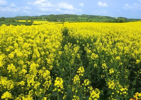 کاشت نشایی ١٢ هکتار کلزا برای اولین‌بار در خراسان رضوی