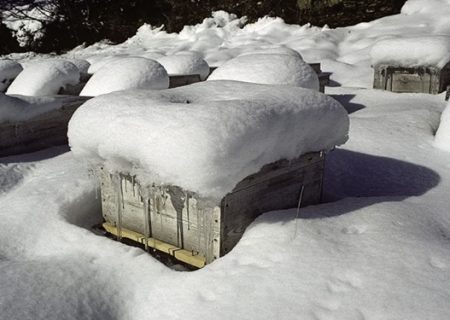 زنبورداران قوچانی مراقب شوک سرمایی آخر هفته باشند