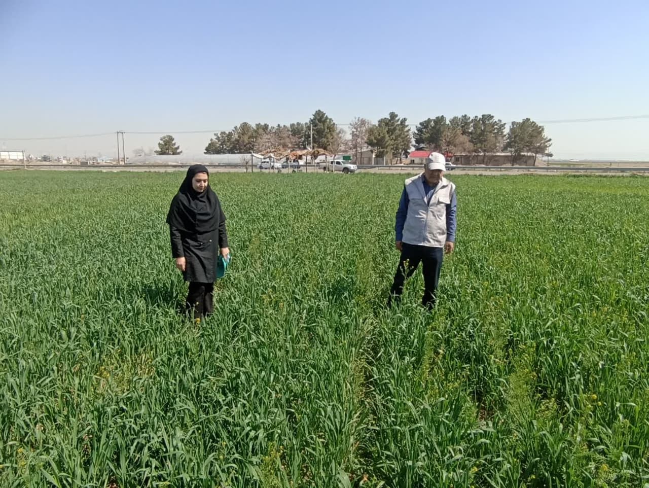 برگزاری مانور عملیاتی مبارزه با آفت سن غلات در قوچان